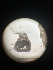 Nucifraga caryocatactes