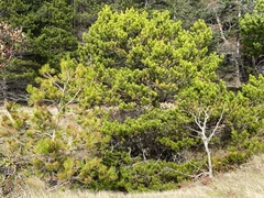 Pinus contorta contorta