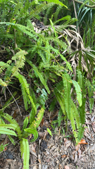 Nephrolepis cordifolia