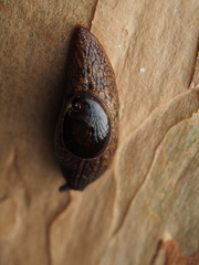Schizoglossa