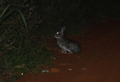Sylvilagus brasiliensis