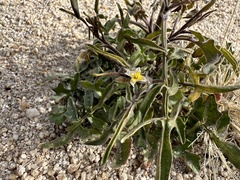 Sisymbrium orientale