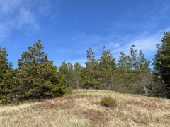 Pinus contorta contorta