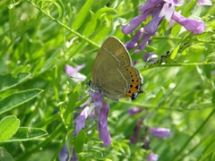 Satyrium pruni