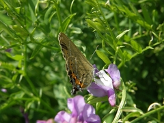 Satyrium pruni