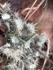 Usnea strigosa