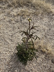 Sisymbrium orientale