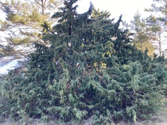 Juniperus maritima