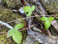 Rubus ursinus
