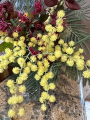 Acacia baileyana