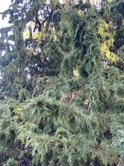 Juniperus maritima