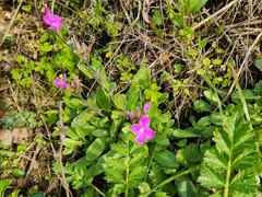 Arabis blepharophylla