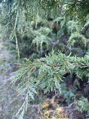 Juniperus maritima