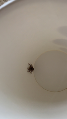 Maratus griseus