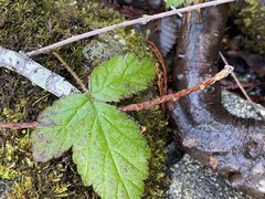 Rubus ursinus