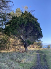 Juniperus maritima