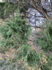 Juniperus maritima
