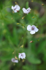 Linum tenuifolium