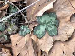 Hydrophyllum appendiculatum