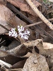 Erigenia bulbosa