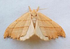 Drepana bilineata