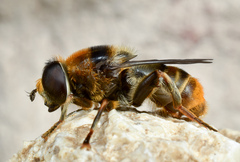 Merodon constans