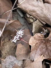 Erigenia bulbosa