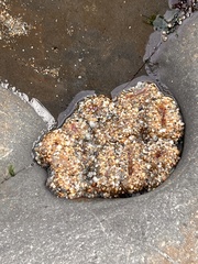 Anthopleura elegantissima