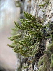 Leucodontaceae