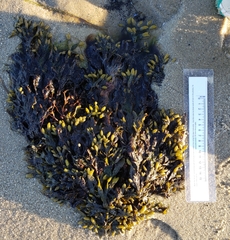 Fucus vesiculosus