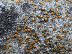 Protoblastenia rupestris