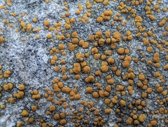 Protoblastenia rupestris