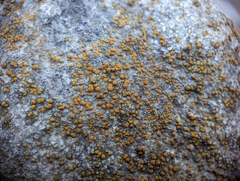 Protoblastenia rupestris