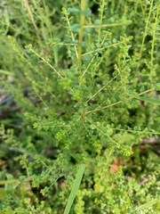 Pultenaea gunnii