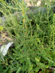 Pultenaea gunnii