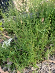 Pultenaea gunnii