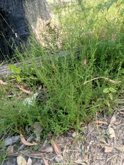 Pultenaea gunnii