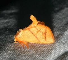 Apoda y-inversa