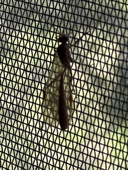 Enicospilus americanus-complex