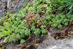 Sedum oreganum