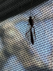 Enicospilus americanus-complex