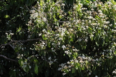 Cordia alliodora