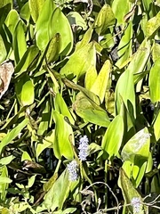 Pontederia cordata
