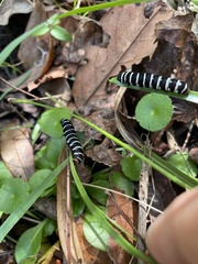 Xanthopastis regnatrix