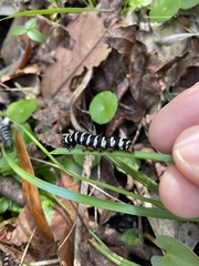 Xanthopastis regnatrix