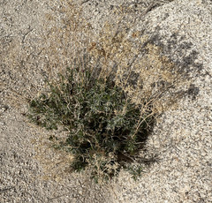 Acamptopappus sphaerocephalus