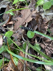 Xanthopastis regnatrix