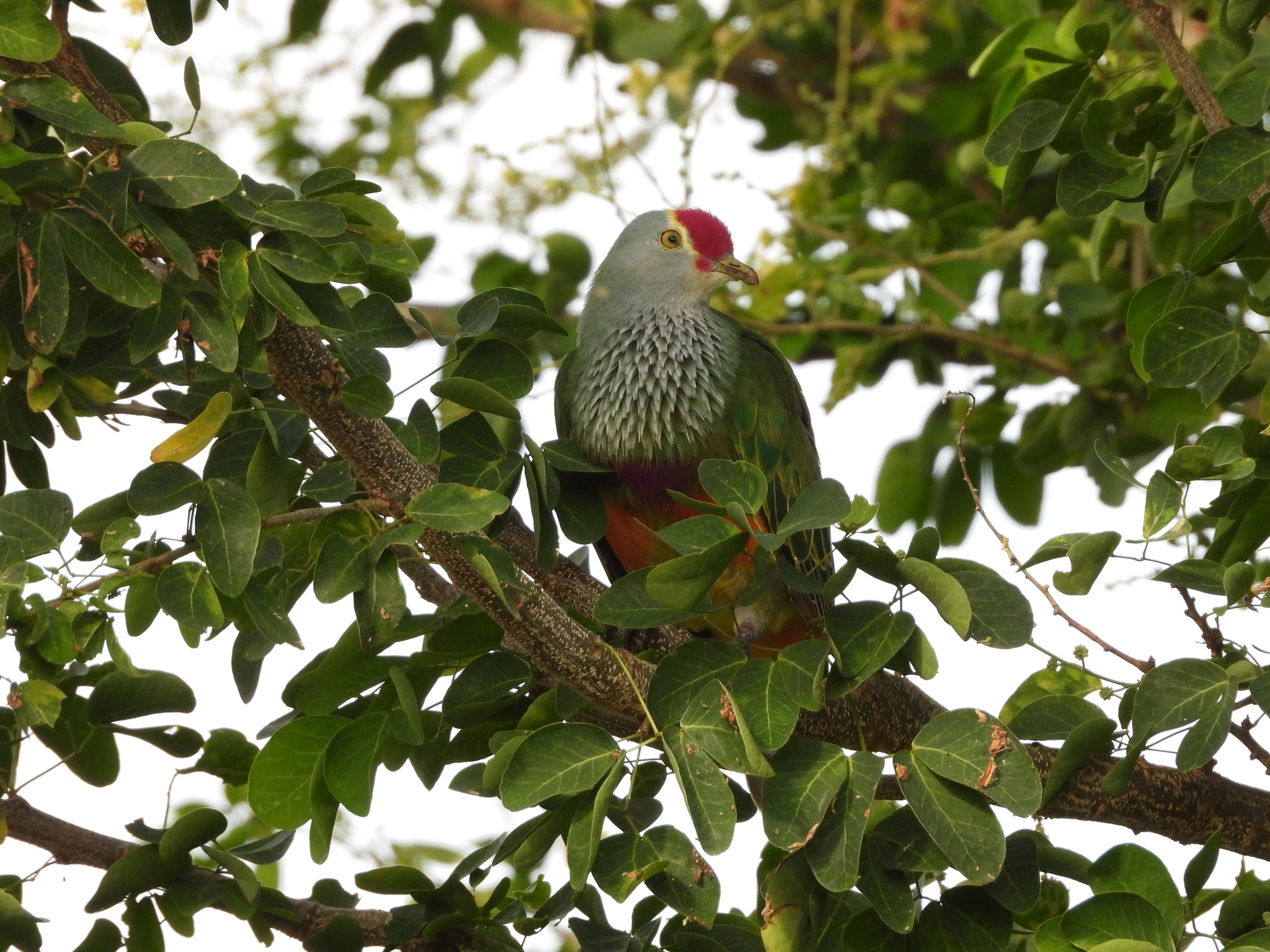 Mariana Fruit-Dove illustration
