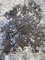 Verrucaria macrostoma