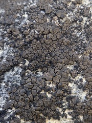 Verrucaria macrostoma